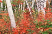 Shelburne Birches