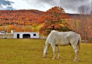 Willoughby Ridge Farm, Holderness