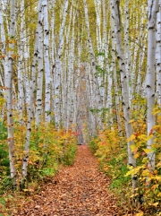 Birch Grove