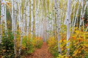 Birch Grove