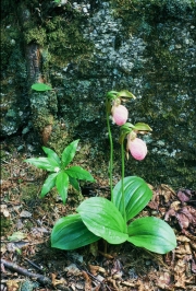Pink lady slippers and star flowers