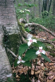 Painted Trillium