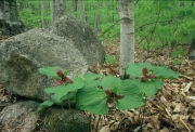 Red Trillium