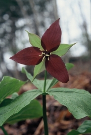 Red Trillium