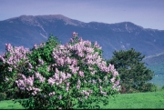 Lilacs, Sugar Hill, NH