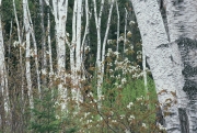 Shelburne Birches