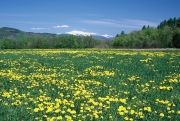 Spring view of Mount Washington, Conway, NH