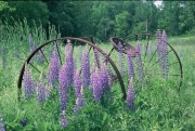 Lupines, Sugar Hill