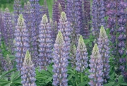 Lupine