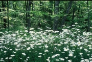 Daisies, White Mountain National Forest