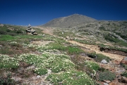 Monroe flats, alpine flowers