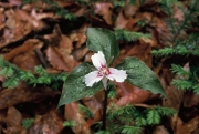 Painted Trillium