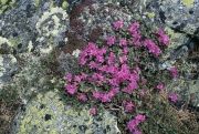 Lapland Rosebay, alpine flowers