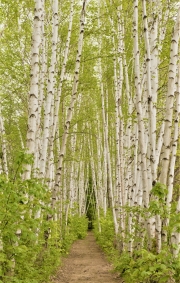 Birches