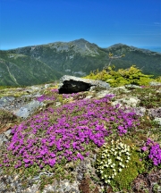 Alpine Garden Trail, Mount Washington