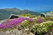 Alpine Garden Trail, Mount Washington