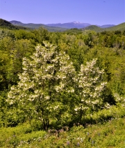 Spring blooms, Intervale, NH