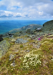 Alpine flowers, Mount Washington