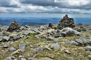 Alpine flowers, Mount Washington