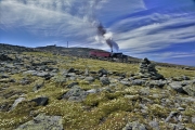 Alpine flowers, Cog Railroad on Mount Washington