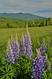 Lupine, Sugar Hill, NH