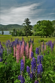 Lupines, Pearl Lake, NH