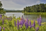 Lupines, Pearl Lake, NH