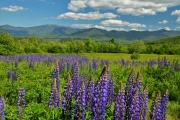 Lupines, Sugar Hill, NH