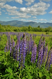 Lupines, Sugar Hill, NH