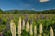 Lupines, Randolph, NH