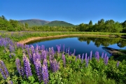 Lupines, Randolph, NH