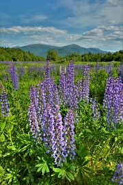 Lupines, Randolph, NH