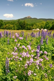 Spring flowers, Chocorua Lake Road