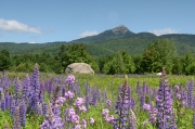 Spring flowers, Chocorua Lake Road