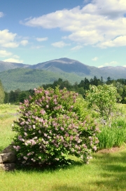 Lilacs, Randolph, NH