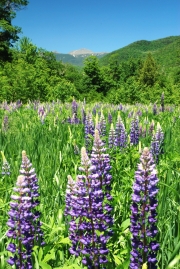 Lupines in Crawford Notch