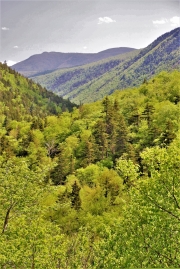 Spring view of Crawford Notch