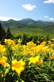 Day lilies, Randolph, NH