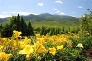 Day lilies, Randolph, NH