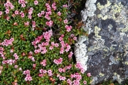 Alpine azalea