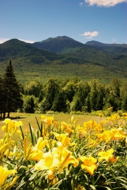 Day lilies, Randolph NH