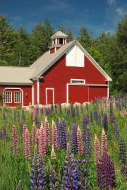 Lupines and barn in Sugar Hill, NH