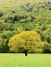 Spring blossoms, Sandwich Notch