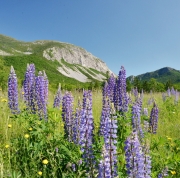 Cannon Mountain and lupines