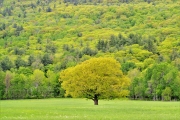 Spring blossoms, Sandwich NH