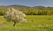 Apple blossom, Sugar Hill, NH