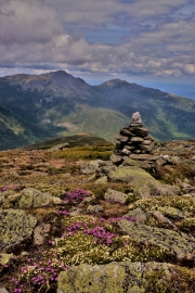 Alpine flowers, Alpine Garden trail