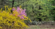 Spring blossoms, Holderness, NH