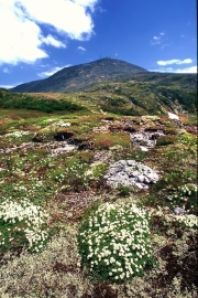 Alpine flowers, Mount Washington