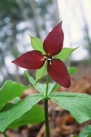 Red trillium